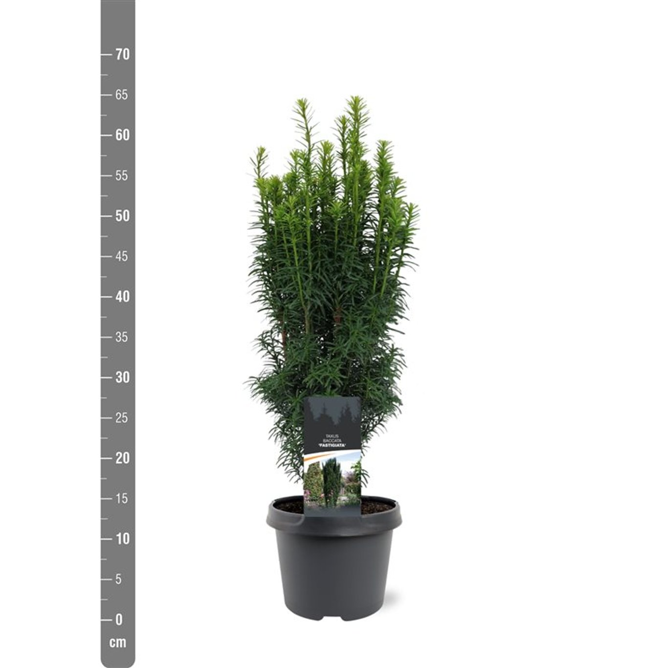 Taxus b. 'Fastigiata' - C3 40-50 CM